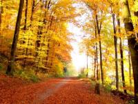 Forêt d'automne