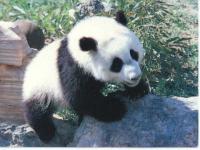 Grand panda