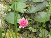 Nénuphar