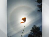 Fleur arc-en-ciel
