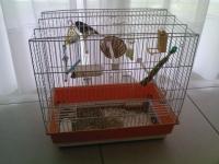 Tit'Greg le canari