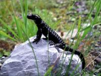 Salamandre noire