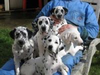 Dalmatiens