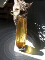 Quel est ce parfum ?