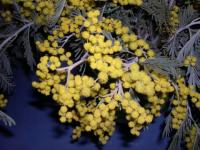 Petites boules d'or