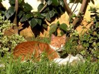 Chat au repos