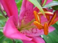 Lys rose