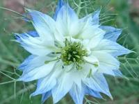 Fleur de nigelle