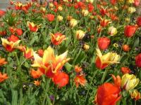 Tulipes à la Villette