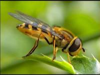 Mon abeille