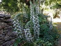 Acanthes