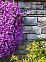 Mur fleuri