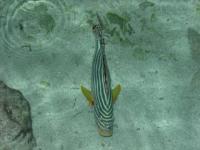 Poisson aux Maldives