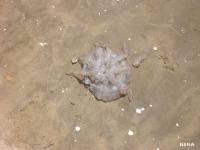 Une Méduse