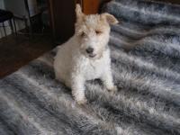Ma chienne Ritsi