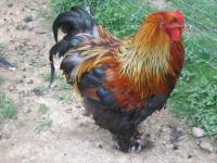 Mon beau plumage