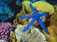 étoile de mer bleue