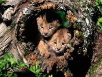 Lynx du Canada