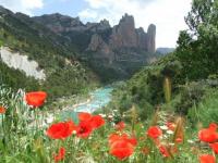 Coquelicots en Arragon
