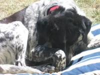 Tristesse canine