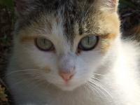 Prunelle