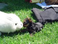 Yorkshire et bébé phoque