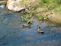 Deux canards dans la Bruche