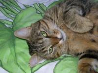 Mon chat: Nounou