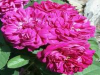 Flor 14