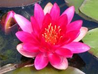La fleur de l'eau