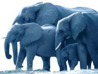 Une grosse famille