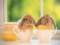 Conejitos