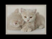 PETIT CALIN