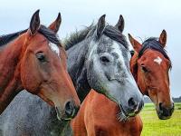 Les trois copains
