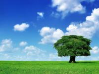 Arbol-2