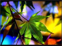 Palette d'automne