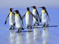 Les 5 amis pingoins