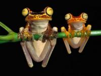 La gym des grenouilles