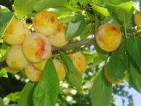 Mirabelles pour J-P