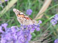 Papillon sur la lavande
