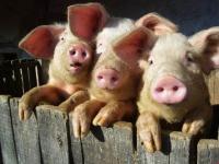Les trois petits cochons