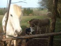 Le chien le cheval et l'ane