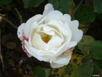 Rose Thérèse De Lisieux