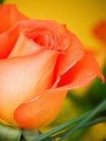 Rosa naranja