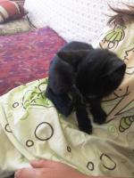 Chaton
