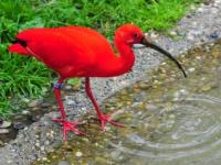 Ibis