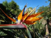 Fleur de Costa Calma