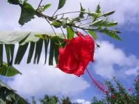 Fleur d'Hibiscus