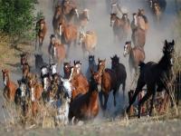 Nombreux chevaux