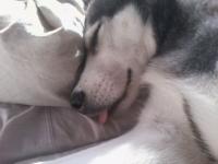 Luna gros dodo